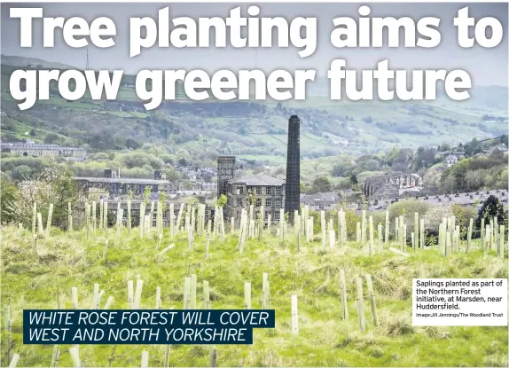  ?? Image:Jill Jennings/The Woodland Trust ?? Saplings planted as part of the Northern Forest initiative, at Marsden, near Huddersfie­ld.