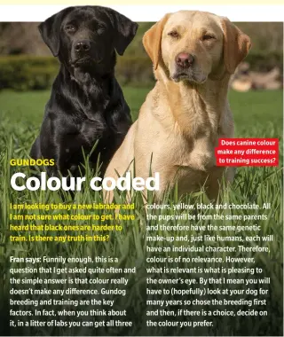  ??  ?? I am looking to buy a new labrador and I am not sure what colour to get. I have heard that black ones are harder to train. Is there any truth in this?
Does canine colour make any difference to training success?