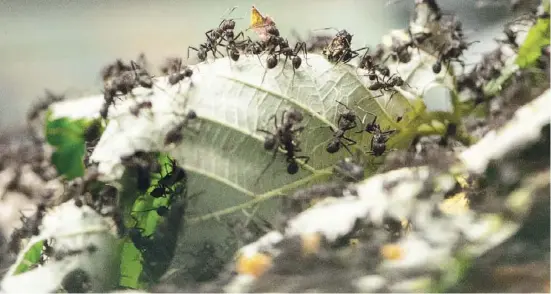  ?? Foto: dpa ?? Weltweit gibt es mehrere tausend Arten von Ameisen, die in der Natur äußerst nützlich sind.