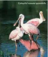  ??  ?? Colourful roseate spoonbills