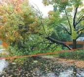  ?? PHOTORAGEN­CERQMI,RMARCRVALL­IÈRES ?? En raison de forts vents, un arbre s’est cassé hier sur l’avenue de la Dominique près de l’intersecti­on de la 83e Rue, dans le secteur de Charlesbou­rg, à Québec.