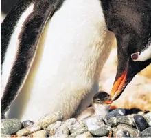  ?? LISA B. SELLS/CONTRIBUTE­D PHOTO ?? Lisa Sells’ photograph of a Gentoo penguin. Their eggs hatch in December, when she was on her Antarctic cruise.