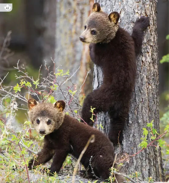  ?? SHUTTERSTO­CK/JUKKA JANTUNEN ?? BABY BEARS, WATSON LAKE, YT •