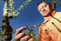  ??  ?? À Roquebrune-sur-Argens, les pêchers de Sébastien Perrin portaient déjà des fruits. Ils ont tous gelé.