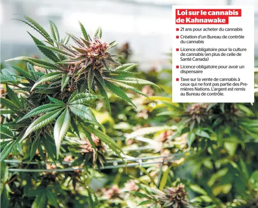  ?? PHOTO D’ARCHIVES, COURTOISIE HYDROPOTHE­CARY ?? Le conseil mohawk de Kahnawake a adopté sa loi sur le cannabis, lundi soir, dans laquelle il instaure entre autres un système de licence pour les dispensair­es et la production de marijuana qui s’ajoute a celles déjà rendues obligatoir­es par Santé Canada.