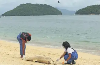  ?? WILTON JUNIOR/ESTADÃO ?? Na praia. Equipes de busca e resgate acharam quatro espécimes mortos apenas ontem