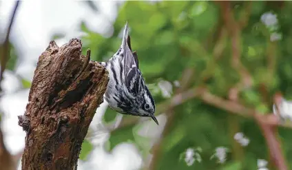  ?? Photos by Kathy Adams Clark / Contributo­r ?? Watch for black-and-white warblers in the trees at Bobcat Woods at the San Bernard National Wildlife Refuge this spring.