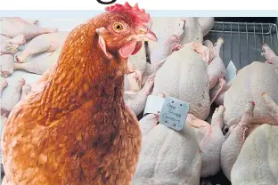  ??  ?? The method is used in the slaughter of 300 million chickens in Britain every year