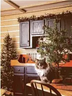  ?? PHOTO CONTRIBUTE­D ?? Decorating is part of the holiday season. Pet owners must exercise an extra bit of caution to keep their pets and homes safe when decorating during this special time of year.