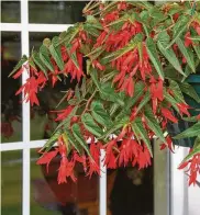  ?? Norman Winter / MCT ?? Bonfire begonia has fiery red flowers that will cascade out of a container.