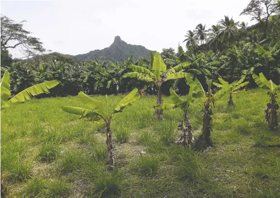  ?? PHOTOS: WALTER NICKLIN/FOR THE WASHINGTON POST ?? Lush vegetation frames Rarotonga’s mountainou­s interior and a trail takes hikers to Mount Te Rua Manga, known as The Needle.