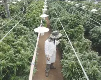  ?? (Nir Elias/Reuters) ?? AN EMPLOYEE checks plants in March at a medical marijuana plantation in northern Israel.