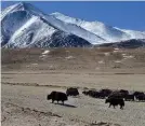  ??  ?? Yaks graze in the valley of Sato Kargyam at 4,724 metres; (left) Devers revisits a petroglyph site in Rambirpur that exhibits stylistic traits of Bronze Age carvings found in Central Asian art.