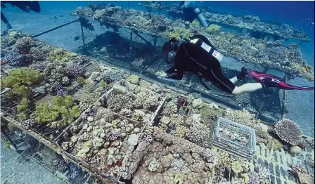  ?? — AFP ?? Resilient species: Interunive­rsity Institute for Marine Sciences researcher­s monitoring the coral growth in the Red Sea off Eilat.