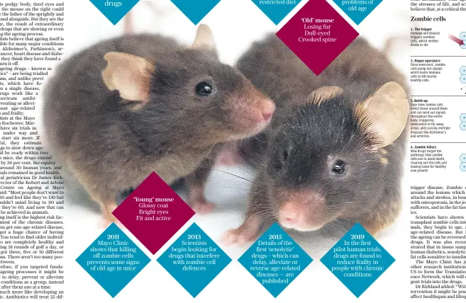  ??  ?? Glossy coat Bright eyes Fit and active Mayo Clinic shows that killing off zombie cells prevents some signs of old age in mice Zombie cells are first discovered Scientists begin looking for drugs that interfere with zombie cell defences Research shows how senescence can be delayed through a calorieres­tricted diet Mayo Clinic starts testing the hypothesis that getting rid of zombie cells can stave off problems of old age
Losing fur Dull-eyed Crooked spine Details of the first ‘senolytic’ drugs – which can delay, alleviate or reverse age-related diseases — are published In the first pilot human trials, drugs are found to reduce frailty in people with chronic conditions 1960s 2004 2005 ‘Old’ mouse ‘Young’ mouse 2011 2013 2015 2019