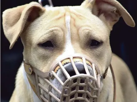  ?? Foto: Uwe Zucchi, dpa ?? Kampfhunde – wie dieser American Staffordsh­ire Terrier – haben laut Experten kein schlechter­es Wesen, aber ihre Beißkraft ist deutlich größer. KÖNIGSBRUN­N