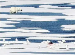  ??  ?? HUNGER SATED: A polar bear walks away after feasting on the carcass of a seal on the ice in the Franklin Strait.