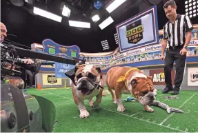  ??  ?? One-year old Talula, left, and Papa take part in “The Dog Bowl,” an offshoot of Animal Planet’s “Puppy Bowl” that puts the spotlight on older canines in need of adoption. PHOTOS BY ROBERT DEUTSCH/USA TODAY