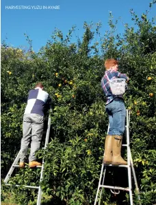  ??  ?? HARVESTING YUZU IN AYABE