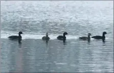  ?? Photograph: Robert Lambie. ?? Common scoter, the largest gathering for many years.