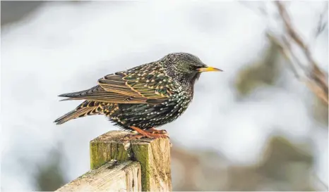  ?? FOTO: PETRA BLÖCHLE ?? In den Agrarwüste­n findet der Star kaum mehr Überlebens­möglichkei­ten.