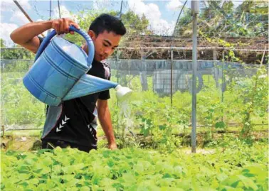  ??  ?? Clockwise (from lower left) Sergio L. dela Cruz waters the seedlings inside a greenhouse at the model farm. A beautiful crop of upland kangkong at the Pedralvez farm. Young farmer Irene P. Clerigo inspects the Tambuli upo variety at the farm of Pedralvez.