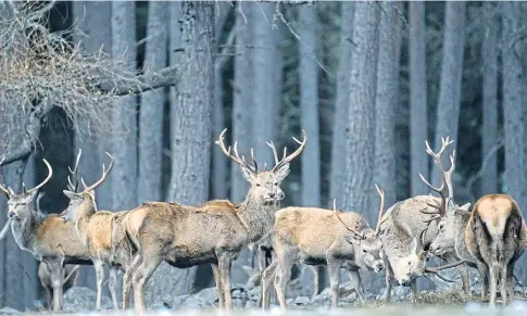  ?? ?? UNITED VISION: The wild venison sector wants to reach net zero by 2035. Picture courtesy of Laurie Campbell.