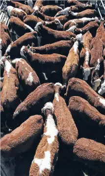  ??  ?? Young cattle in the Feilding sale.