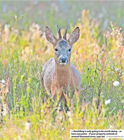  ?? Les Bunyan/Wild Ken Hill ?? > Rewilding is only going to be worth doing – or have any point – if your property extends to several thousand acres, says Ian