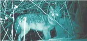  ?? ?? A night vision camera on Feb. 24 captured an image of Spain’s first live golden jackal ever seen. Photo: Spanish Journal of Mammology