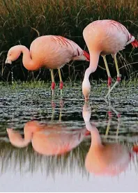  ?? FOTO: HUBERT STROETMANN/BSZ ?? Wie die Flamingos ins Zwillbrock­er Venn kamen, weiß bislang niemand so recht.