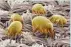  ??  ?? Getty Dust mites can provoke allergic reactions.