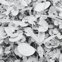  ?? Courtesy photos ?? In this photo, the plants with the small leaves are dichondra and the ones with the larger leaves are dollarweed.