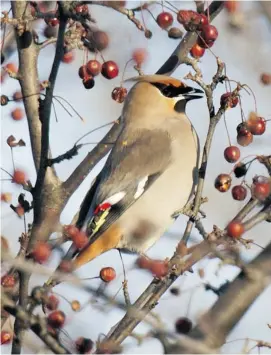  ?? HEATHER PIKOR PHOTO ?? A Bohemian waxwing finds a succulent feast in Nepean.