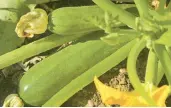  ?? AMY DAVIS/BALTIMORE SUN ?? Zucchini may evade most of the squash bug and cucumber beetle invasions if planted a couple or so weeks late.