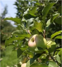  ?? Gerhard Uys ?? ABOVE: With young apple trees coming into production, the eastern Free Sate is expecting a 10% increase in yield in the coming season.