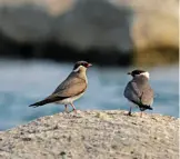  ??  ?? RARE SIGHTING. The rock pratincole is an unremarkab­le little bird that gets a lot of attention. Look for it in the rocky areas of the Mwengwa rapids in the Kafue River near KaingU.