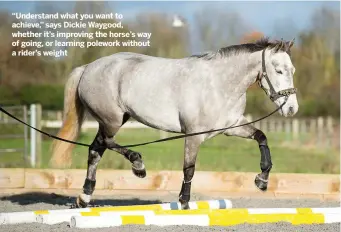  ?? ?? “Understand what you want to achieve,” says Dickie Waygood, whether it’s improving the horse’s way of going, or learning polework without a rider’s weight
NEXT WEEK
Helping the horse who rushes at jumps