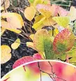  ??  ?? Cotinus ‘Golden Spirit’ is an easy-going compact shrub