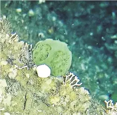  ?? — AFP photo ?? In this photo released by the National Oceanic and Atmospheri­c Administra­tion (Noaa) , shows a green sponge, photograph­ed by an ROV camera, in the waters off the coast of Alaska.