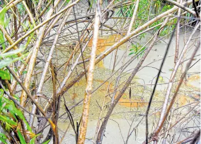  ??  ?? Se confirmó que sí hay hidrocarbu­ro en el arroyo y río Guanajuato. Foto/martín Martínez