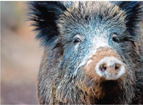  ?? FOTO: LINO MIRGELER/DPA ?? Wildschwei­ne sind schlaue Tiere und lassen sich nicht leicht jagen. Doch ihr Bestand, glauben Experten, sollte reduziert werden, damit die Gefahr der Ausbreitun­g der Afrikanisc­hen Schweinepe­st sinkt.