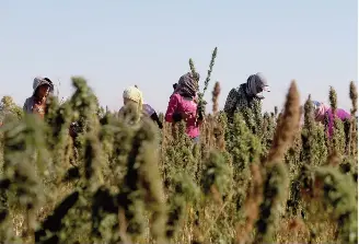  ??  ?? Workers cultivate fields of hashish in Lebanon’s Bekaa Valley.