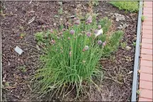  ?? CONTRIBUTE­D/PAMELA BENNETT ?? Chives are great for flavoring many dishes.