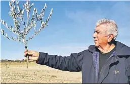  ?? C.P. ?? Alfonso Ufarte muestra uno de los olivos tronchados en su finca