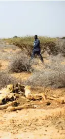  ??  ?? Somali men walk past a dead camel at a camp for internally­displaced people at Uusgure village. These people are pastorals, who moved to camps after they lost their livelihood due to drought