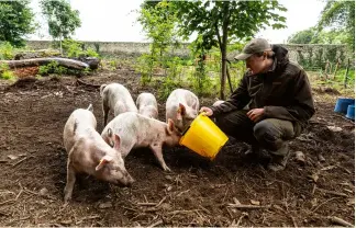  ?? ?? Rearing a pig on scraps used to keep a household in protein for months — now it’s seen as a hobby