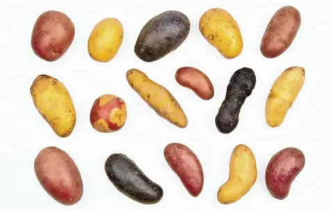  ?? Foto: imago ?? Mit und ohne Schale, eher rund oder mehr länglich, gelb, rötlich oder lila – Kartoffeln sind eine leckere Spezialitä­t, die in Bayern angebaut wird.