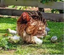  ??  ?? With her feather duster appearance, the Frizzle hen has a sweet and gentle nature and is a good mother.