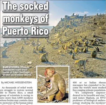  ??  ?? SURVIVORS: Rhesus macaques roam their home of Cayo Santiago known as Monkey Island.